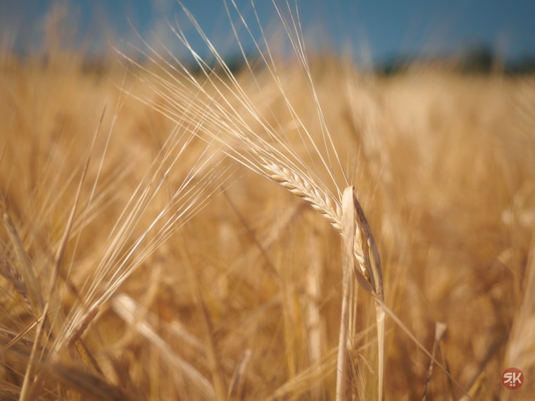 Рожь колосок