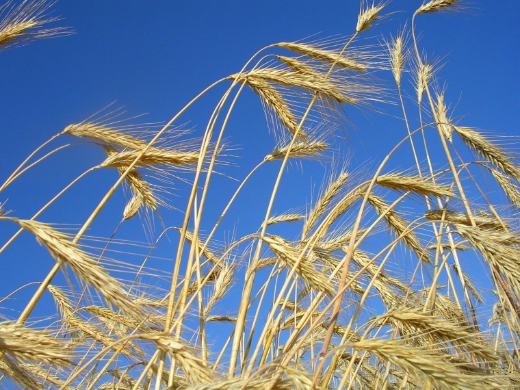 Колосок ржи