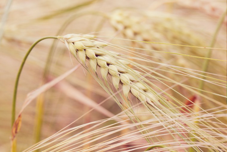 Пшеница кандиканс