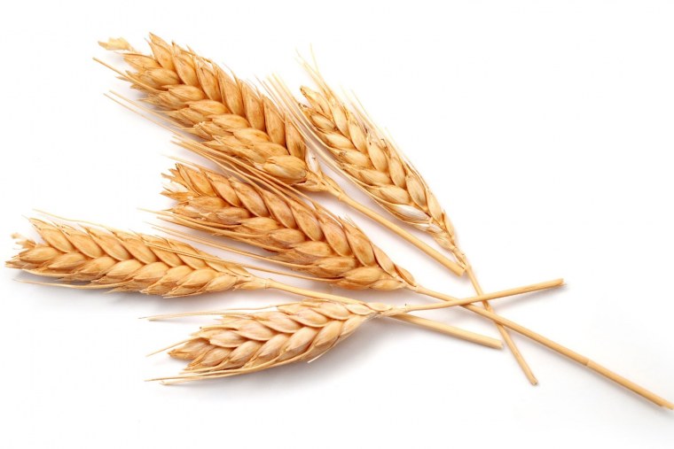 Колоски пшеницы без фона