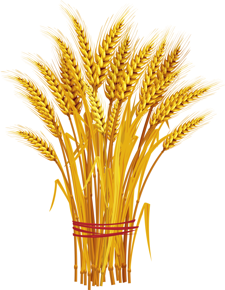 Колосок пшеницы пшеничный колосок