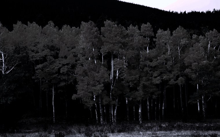 Лес в черном цвете