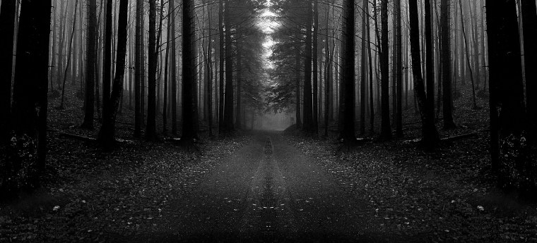 Темный лес чб