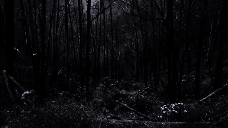 Серый лес в тумане