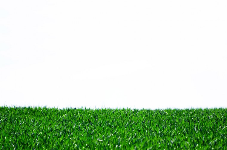 Трава на прозрачном фоне