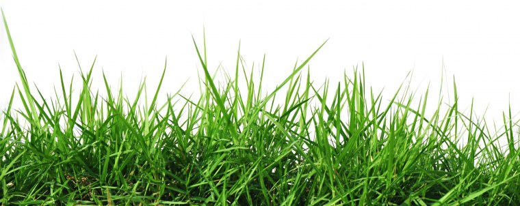 Трава на белом фоне