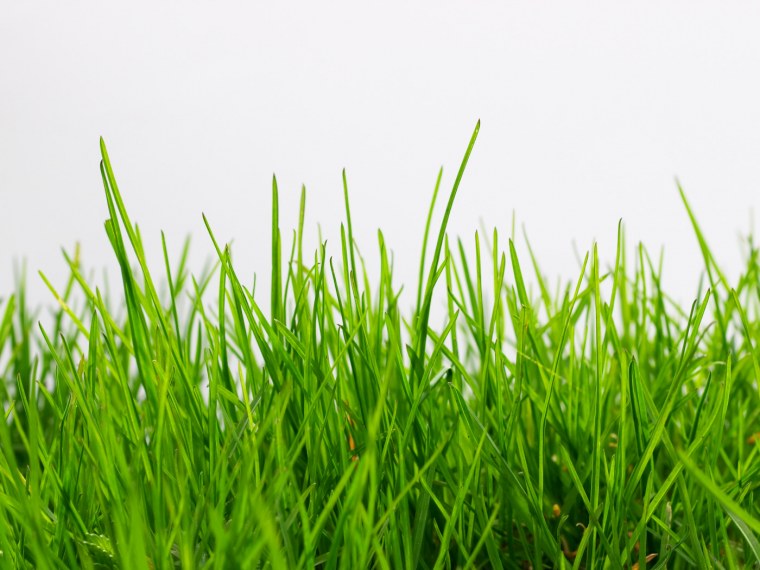 Трава на прозрачном фоне