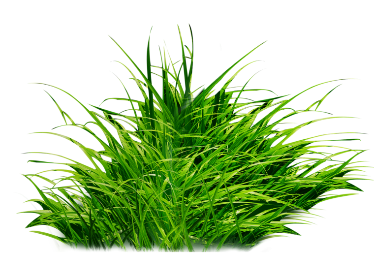 Трава на белом фоне