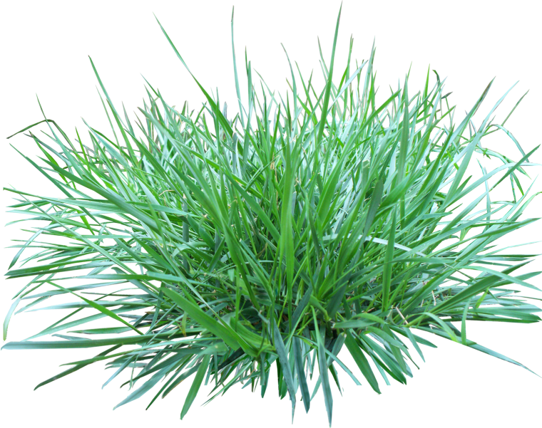 Зеленый газон