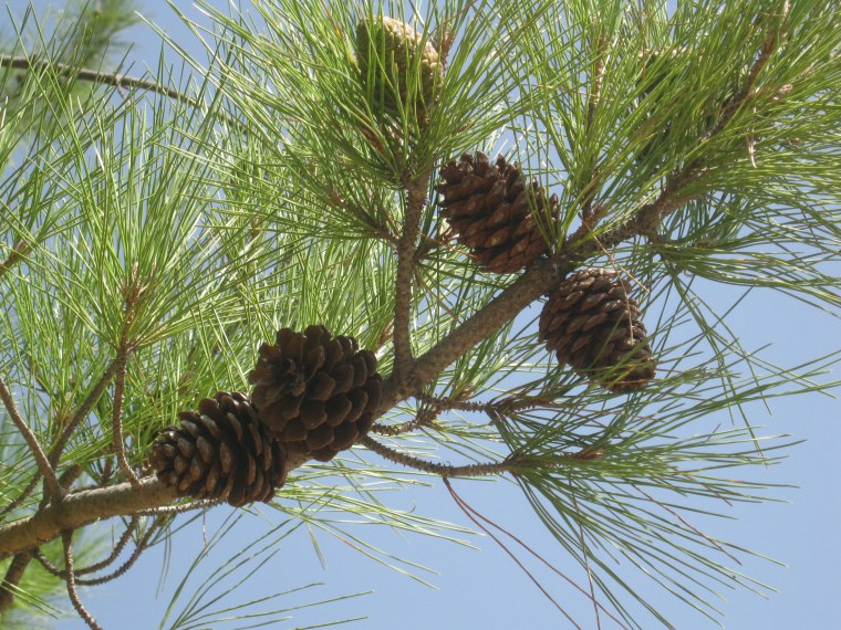 Кедр и ель гибрид