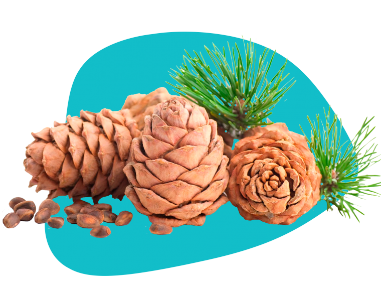 Хвоинки сосны живут