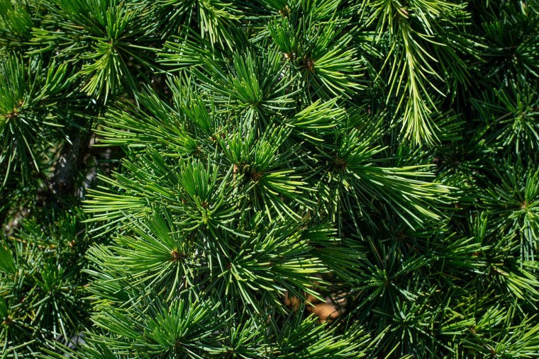 Лиственница дерево для детей