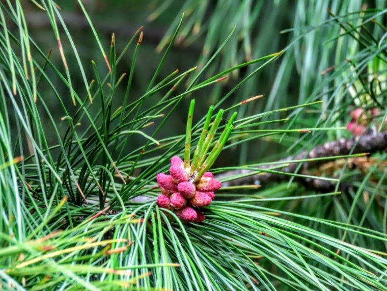 Cedrus libani Bonsai