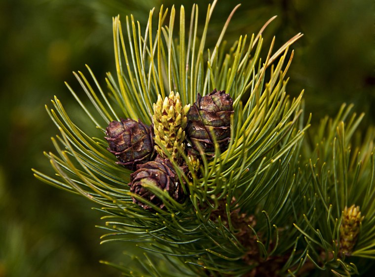 Кедр Cedar Dorado