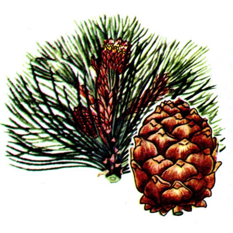 Хвойные деревья ель, сосна, кедр