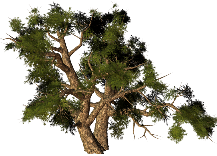 Кедр Сибирский хвоинки