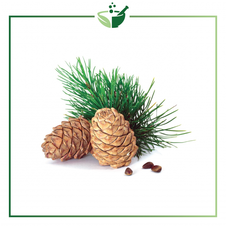 Кедр Сибирский орехи