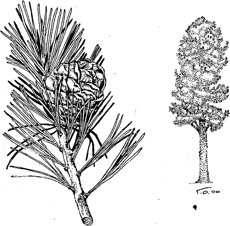 Хвоинки дерева сосна Кедровая