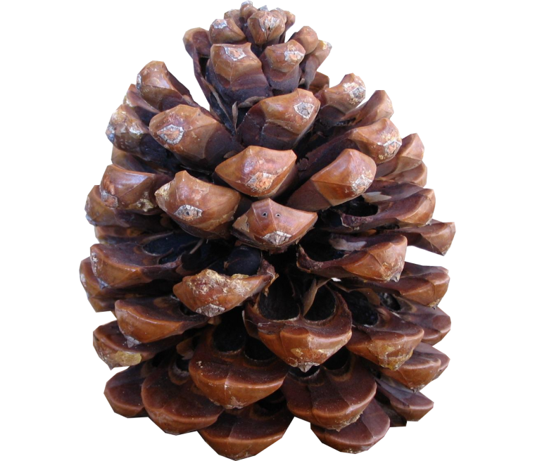 Веточка сосны