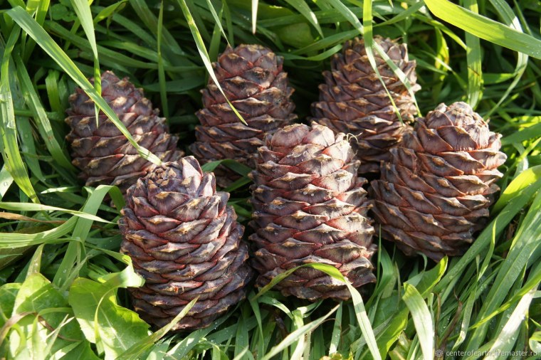 Кедр Сибирский хвоинки