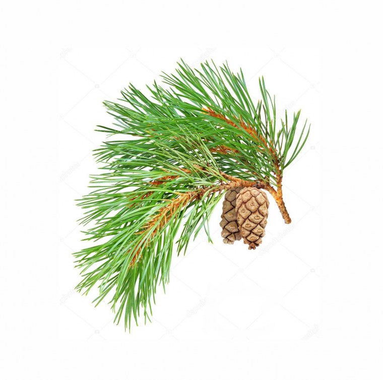 Сосна Кедровая европейская шишки