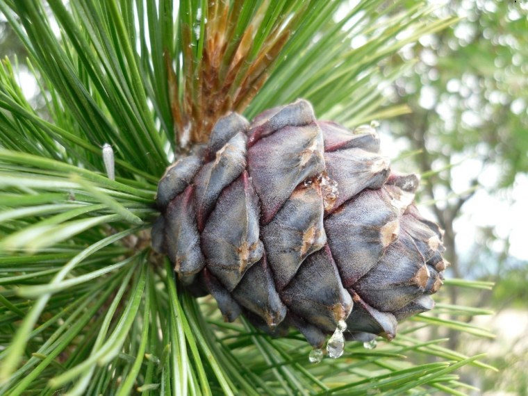 Кедровая шишка