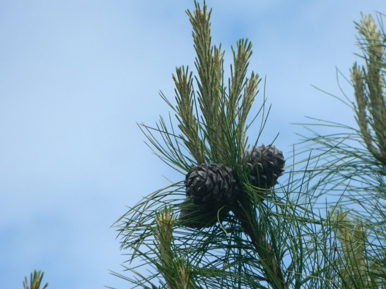 Кедр Сибирский хвоинки