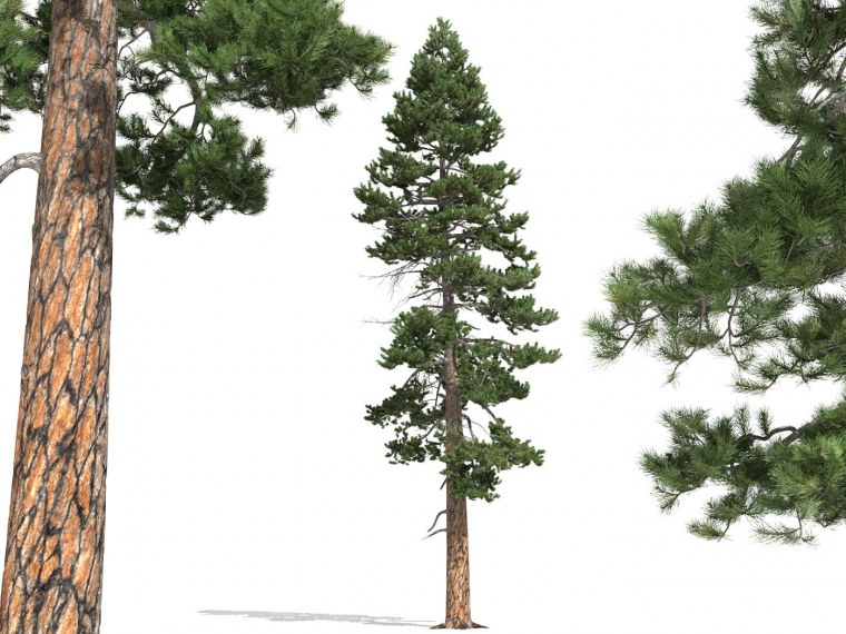 Кедр картинка для детей