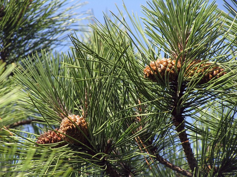 Сосна обыкновенная СКМ