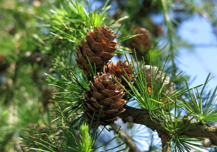 Сосна обыкновенная Pinus Sylvestris l