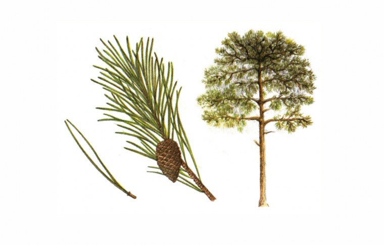 Сосна для дошкольников