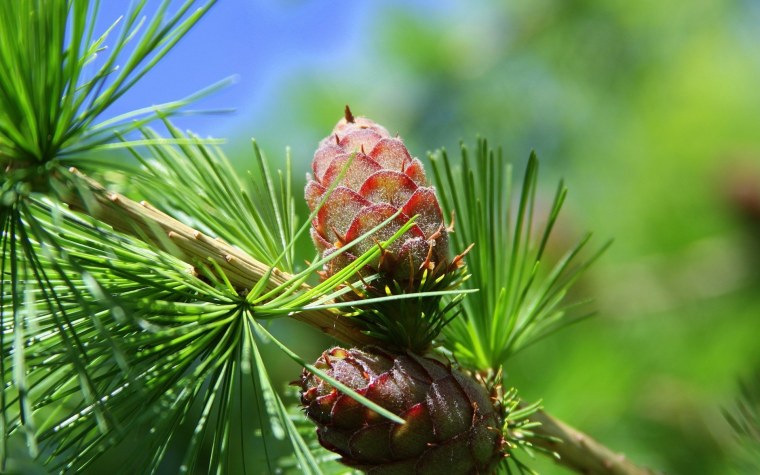 Кедр Сибирский хвоинки