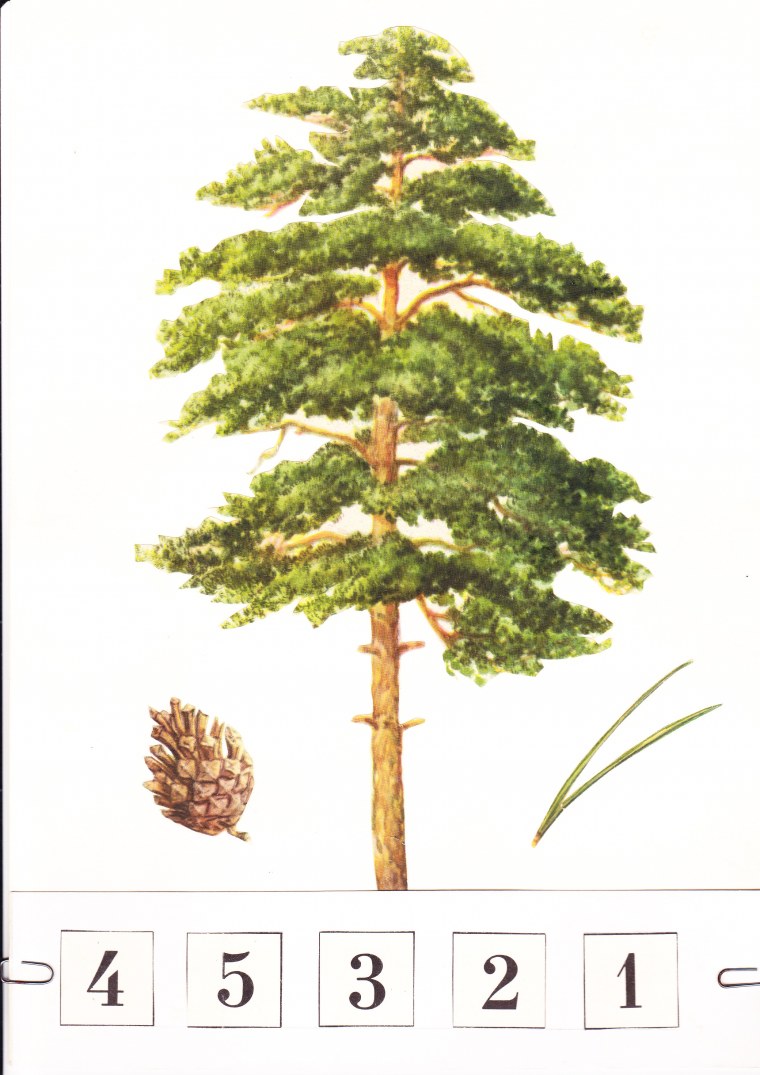 Геленджикская сосна шишки