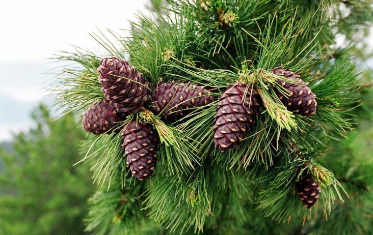 Кедровые шишки с орешками без фона