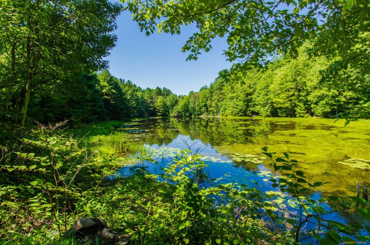 Лето в лесу