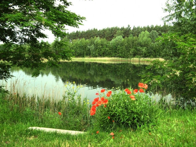 Пруд Лесная Поляна Клин