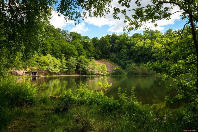 Павловский Посад лес река