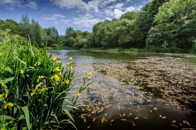 Лес река пруд