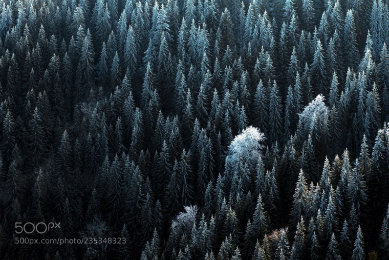 Еловый лес Воронеж