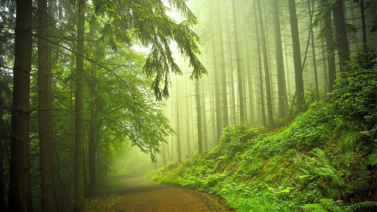 Зимний хвойный лес