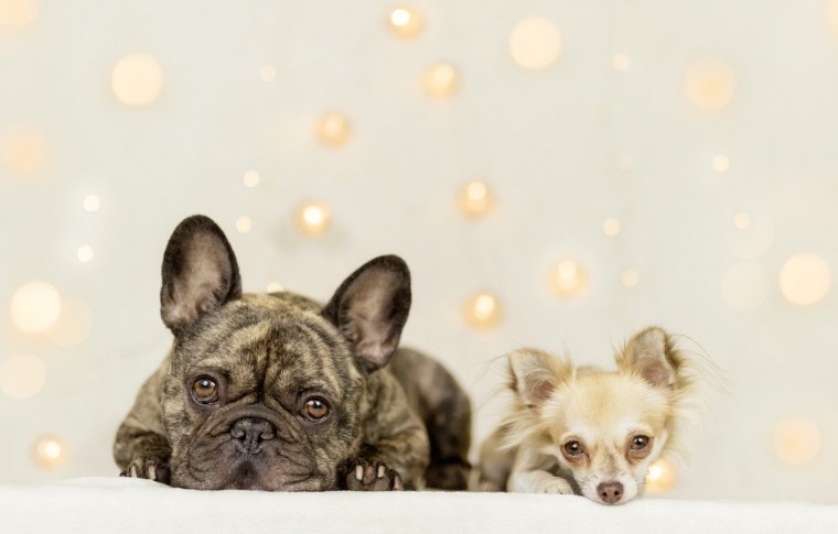 Фон для рабочего стола собачки