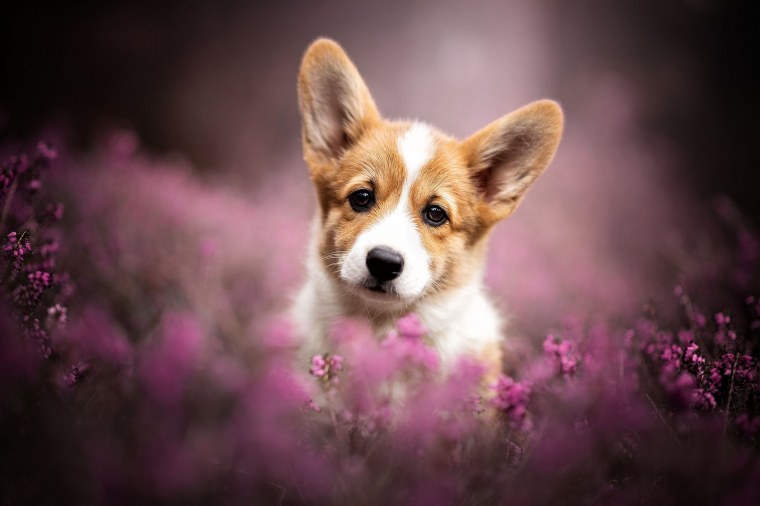 Кавалер Кинг Чарльз спаниель