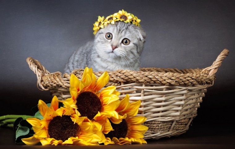 Котенок в корзинке с цветами