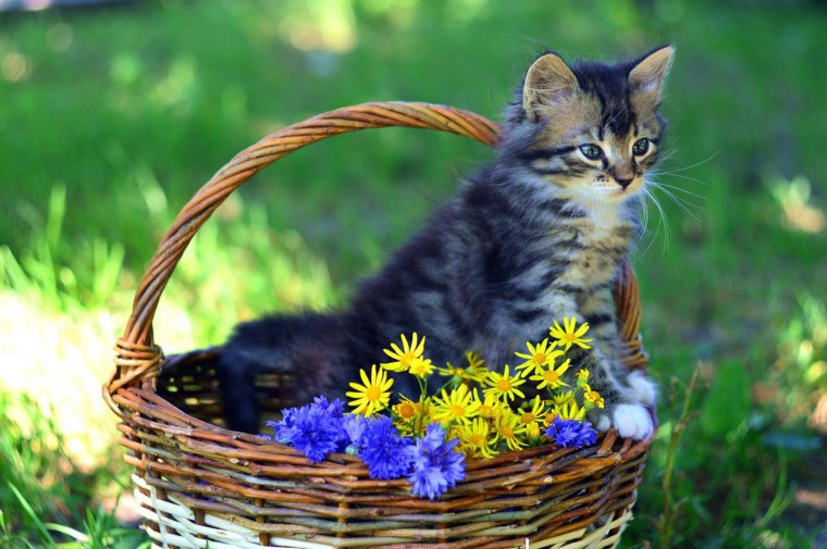 Котики в корзинке