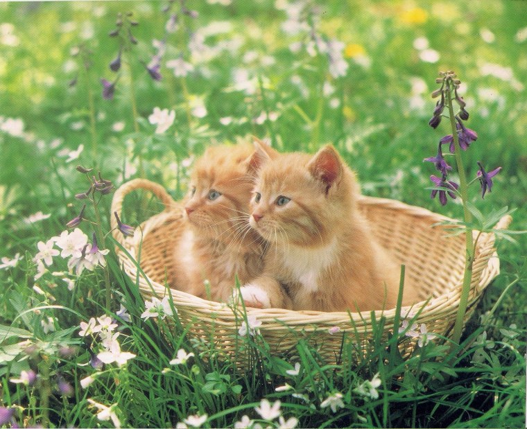 Котики в корзинке
