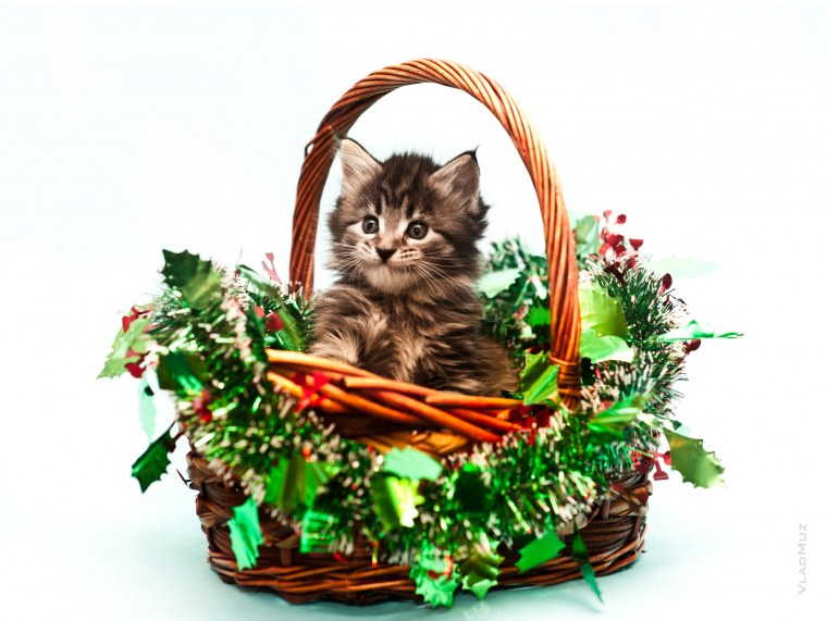 Котенок в корзине с цветами