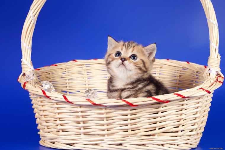 Кошка в лукошке