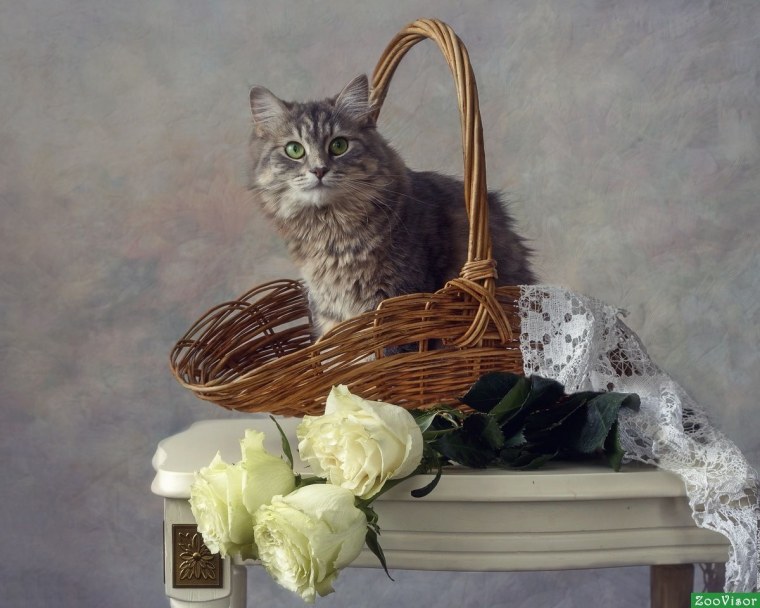 Пазл Castorland кошки