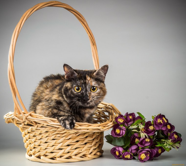 Котята в корзинке