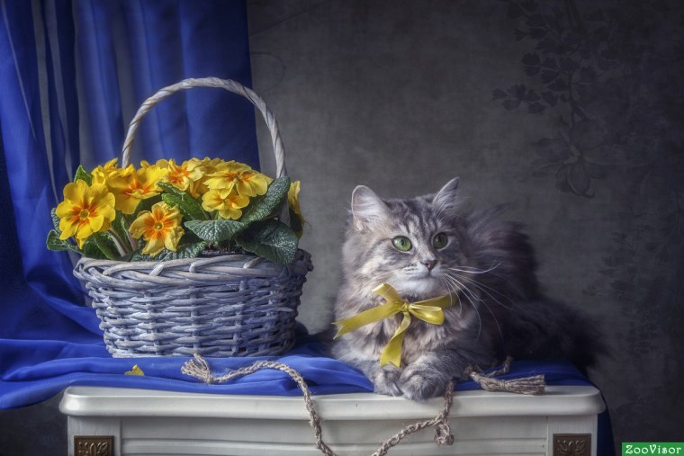 Кошечка в цветах